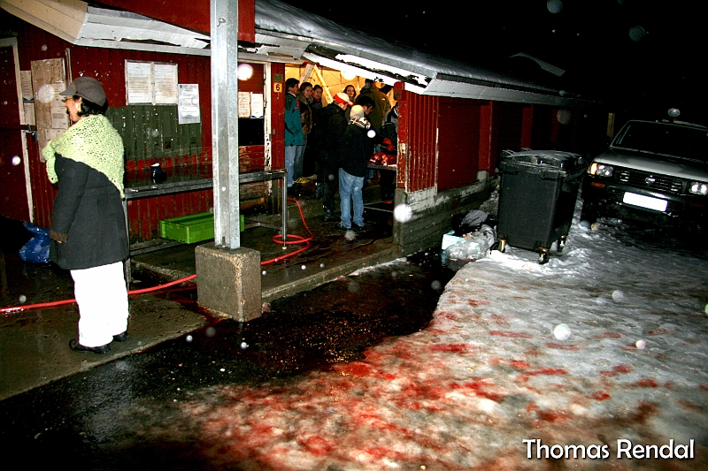 Icebear in nuuk 015.JPG